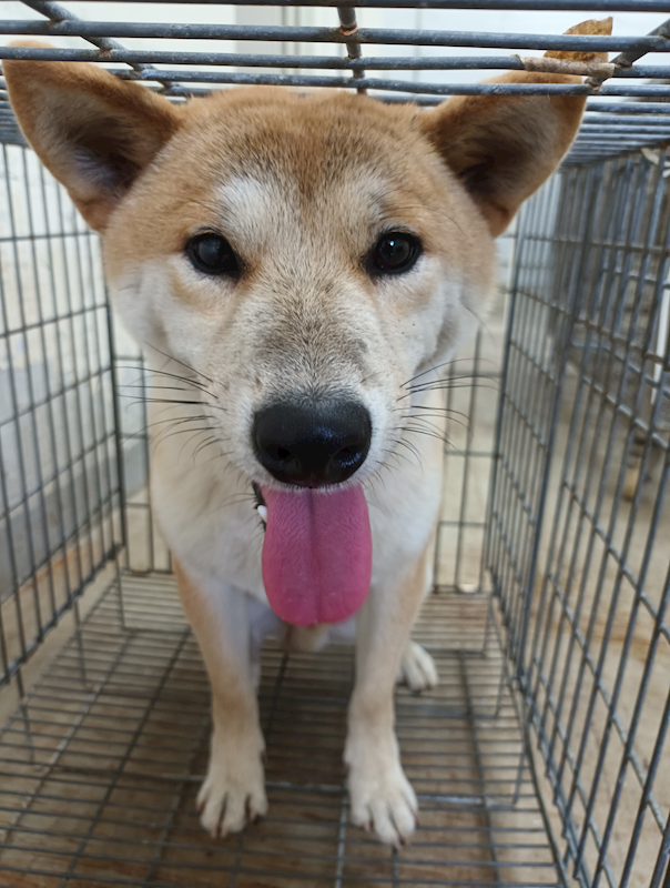 嘉義縣動物保護教育園區,編號:431043, 柴犬                  