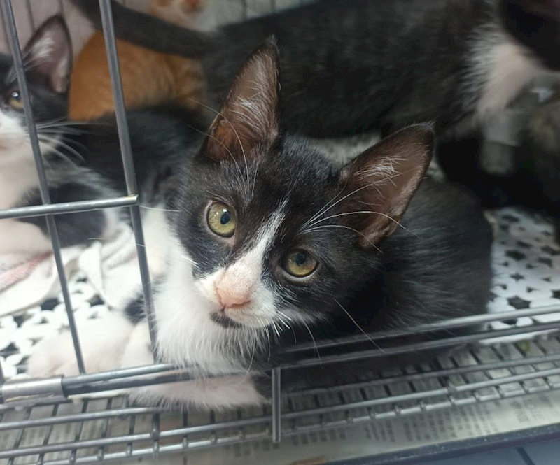 新北市板橋區公立動物之家,編號:426615, 混種貓                 