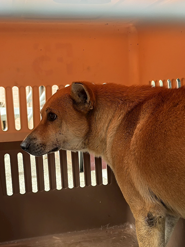 彰化縣流浪狗中途之家,編號:430951, 混種犬          