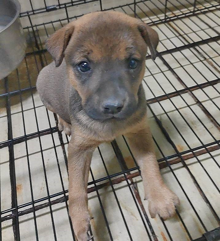 嘉義市動物保護教育園區,編號:398123, 混種犬          