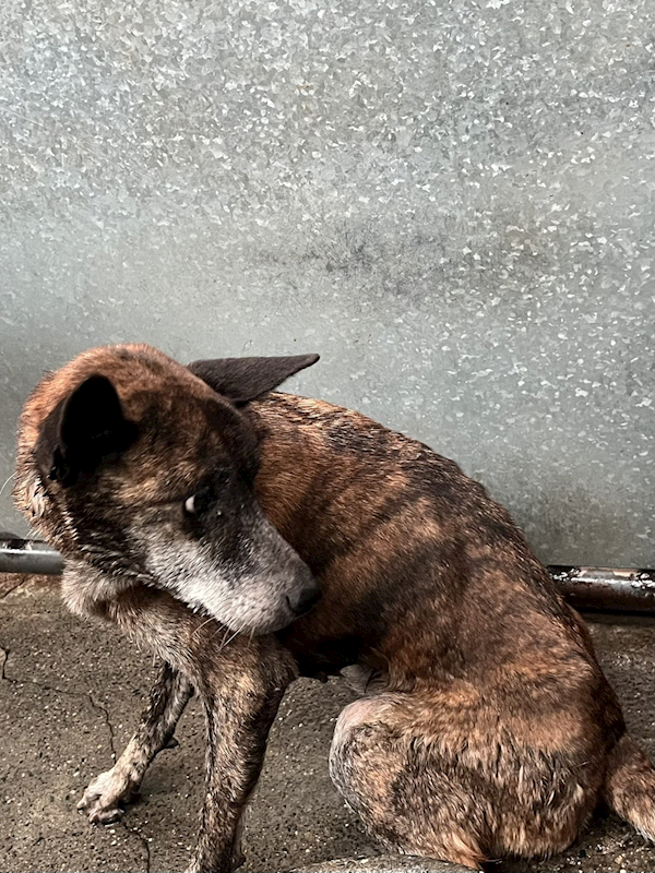 彰化縣流浪狗中途之家,編號:430824, 混種犬          