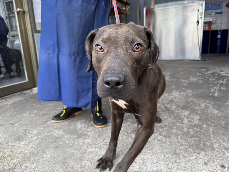 新北市板橋區公立動物之家,編號:406262, 比特犬