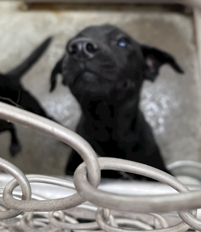 新北市新店區公立動物之家,編號:431122, 混種犬          