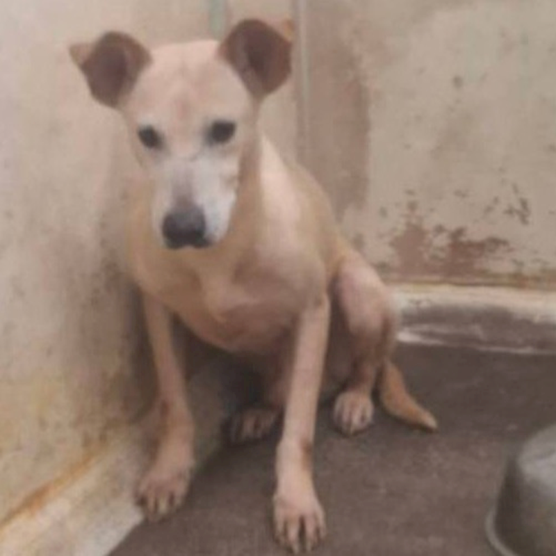 臺北市動物之家,編號:416388, 混種犬          