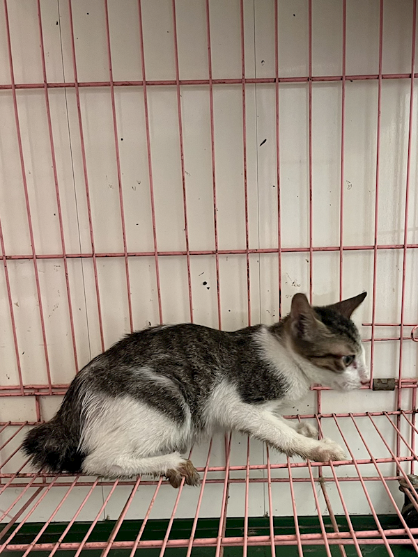 彰化縣流浪狗中途之家,編號:431087, 混種貓                 