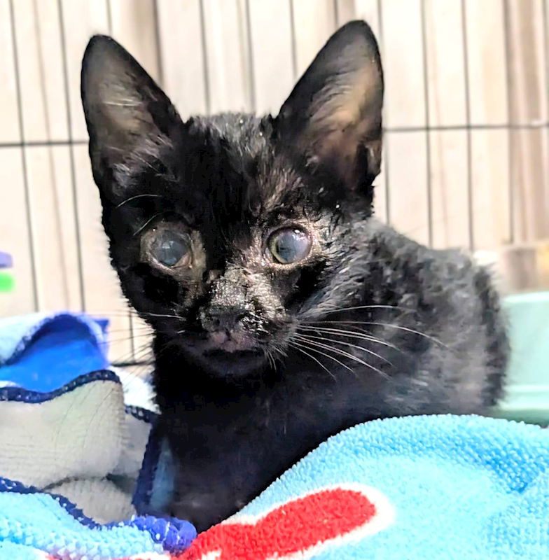 新竹縣動物保護教育園區,編號:430214, 混種貓                 