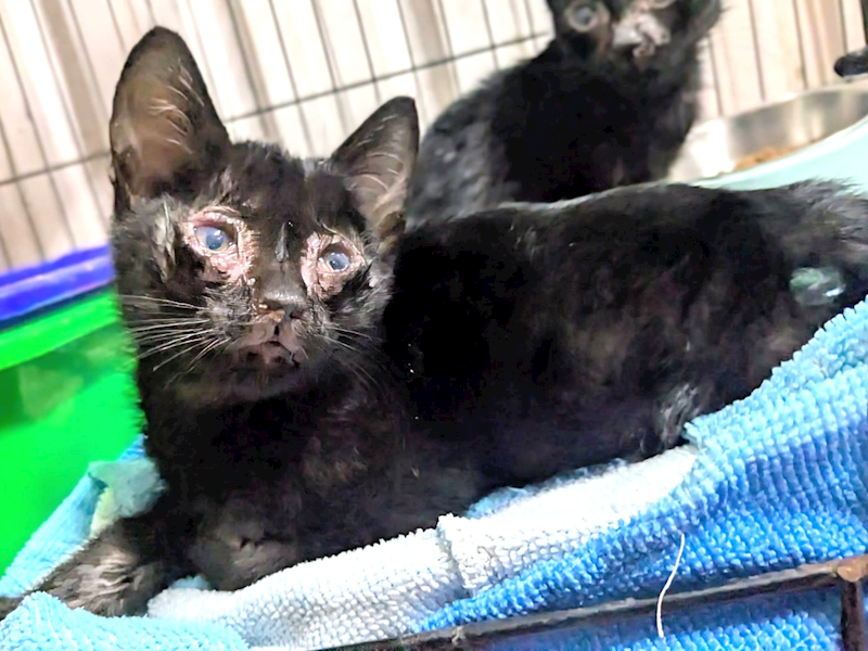 新竹縣動物保護教育園區,編號:430213, 混種貓                 