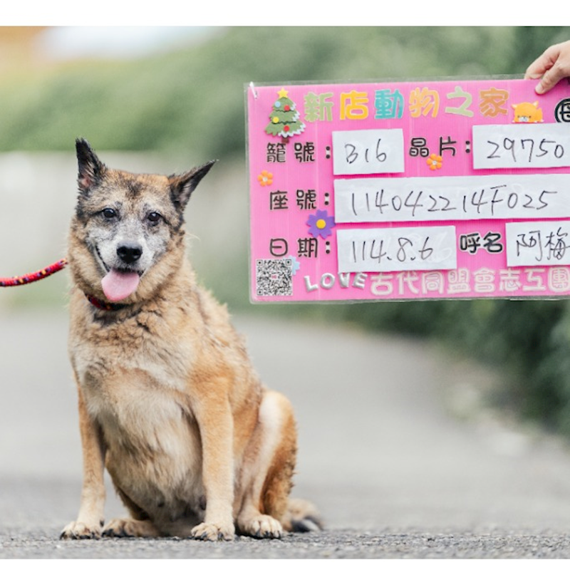 新北市新店區公立動物之家,編號:402464, 混種犬          