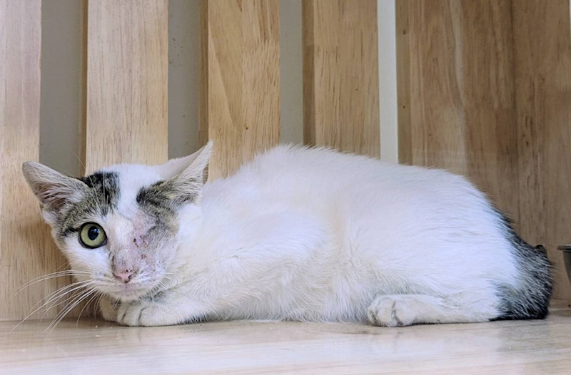 新竹縣動物保護教育園區,編號:431197, 混種貓                 