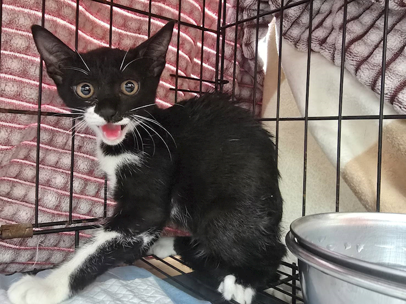 臺北市動物之家,編號:427324, 混種貓                 