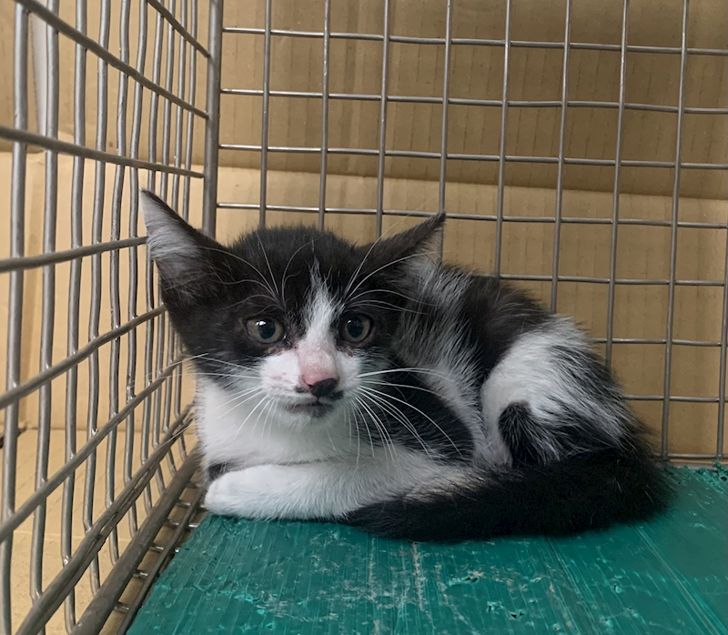 臺北市動物之家,編號:424975, 混種貓                 