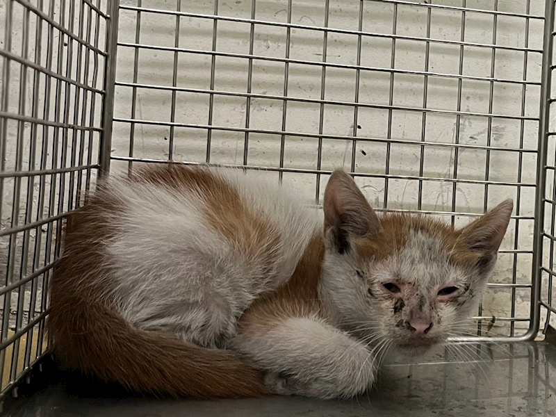 臺北市動物之家,編號:427374, 混種貓                 