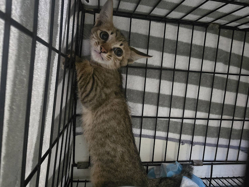 臺北市動物之家,編號:425833, 混種貓                 