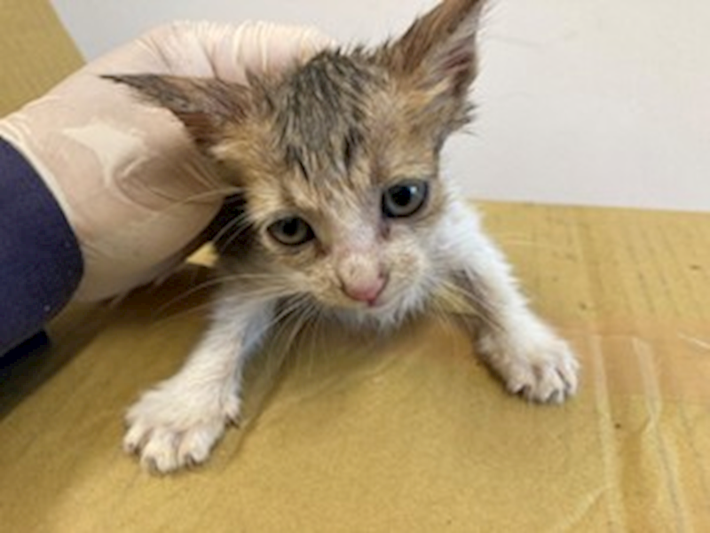 桃園市動物保護教育園區,編號:425469, 混種貓                 