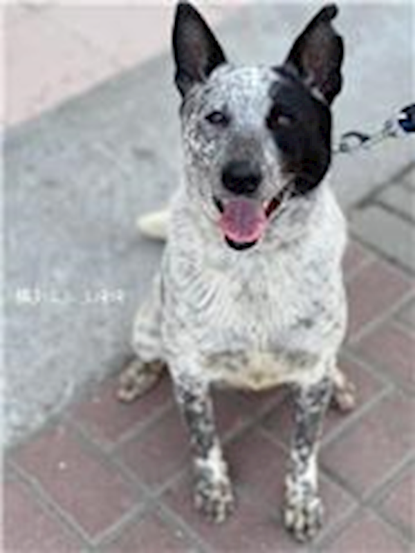 臺南市動物之家灣裡站,編號:239192, 混種犬          