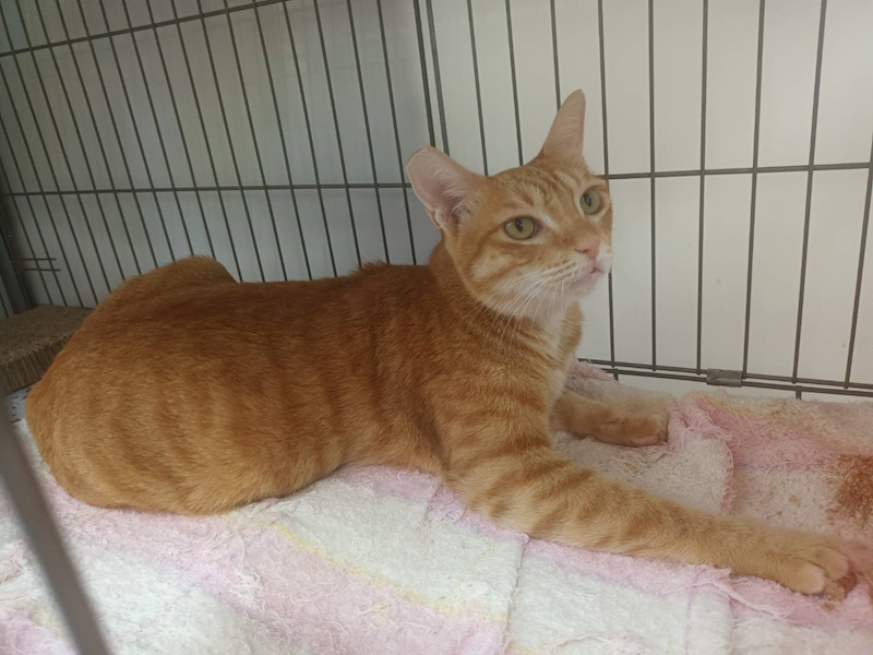 新北市板橋區公立動物之家,編號:424932, 混種貓                 