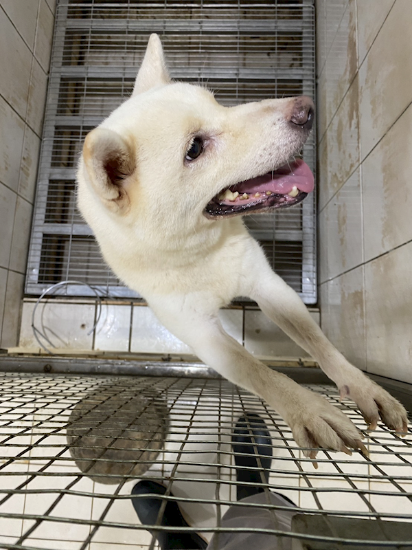 臺南市動物之家善化站,編號:424069, 柴犬                  