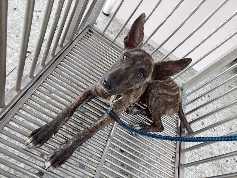 花蓮縣狗貓躍動園區,編號:414167, 混種犬          