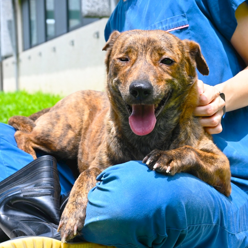 花蓮縣狗貓躍動園區,編號:346685, 混種犬          