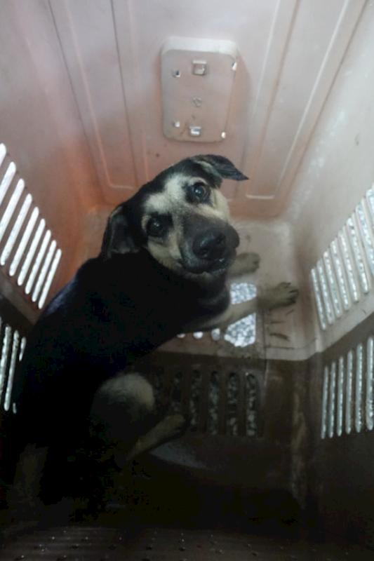 宜蘭縣流浪動物中途之家,編號:431287, 混種犬          