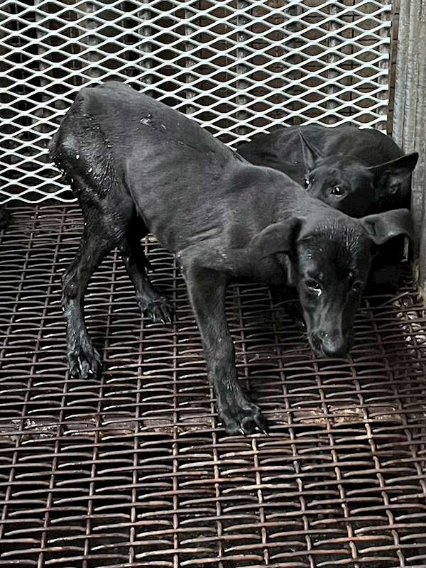 彰化縣流浪狗中途之家,編號:431279, 混種犬          