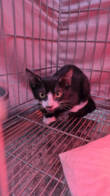 新北市八里區公立動物之家,編號:430741, 混種貓                 