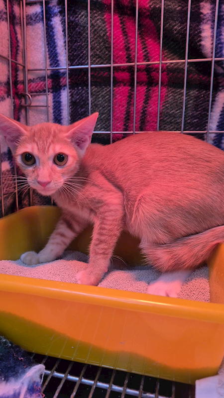 新北市八里區公立動物之家,編號:430745, 混種貓                 