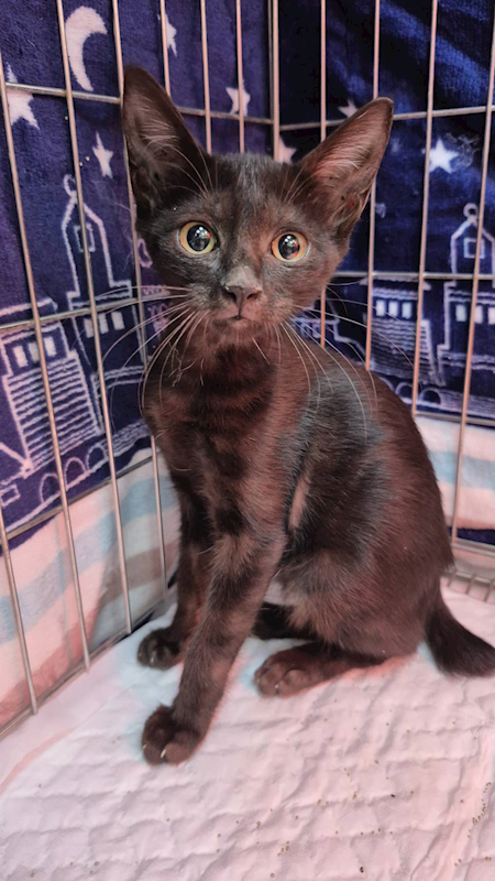 新北市八里區公立動物之家,編號:430747, 混種貓                 