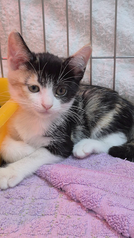 新北市八里區公立動物之家,編號:430759, 混種貓                 