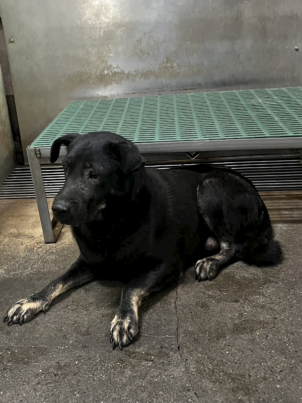 彰化縣流浪狗中途之家,編號:431264, 混種犬          