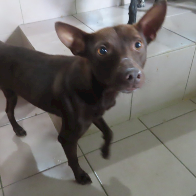 臺南市動物之家灣裡站,編號:391182, 混種犬          