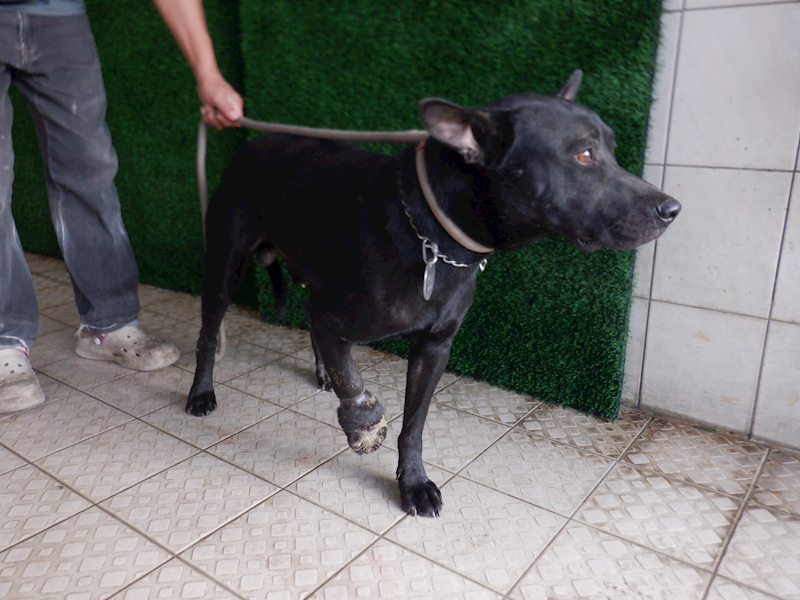 南投縣公立動物收容所,編號:429467, 混種犬          