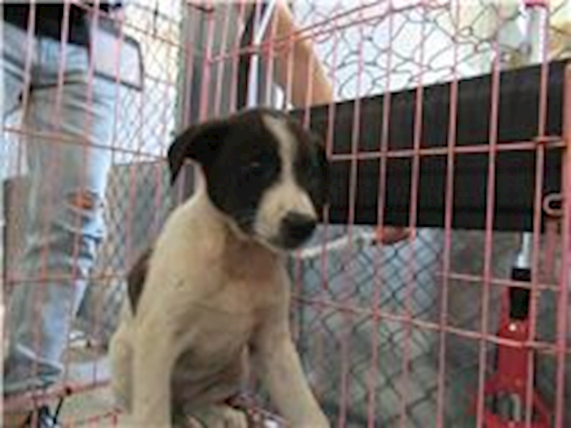 新竹市動物保護教育園區,編號:158354, 混種犬          