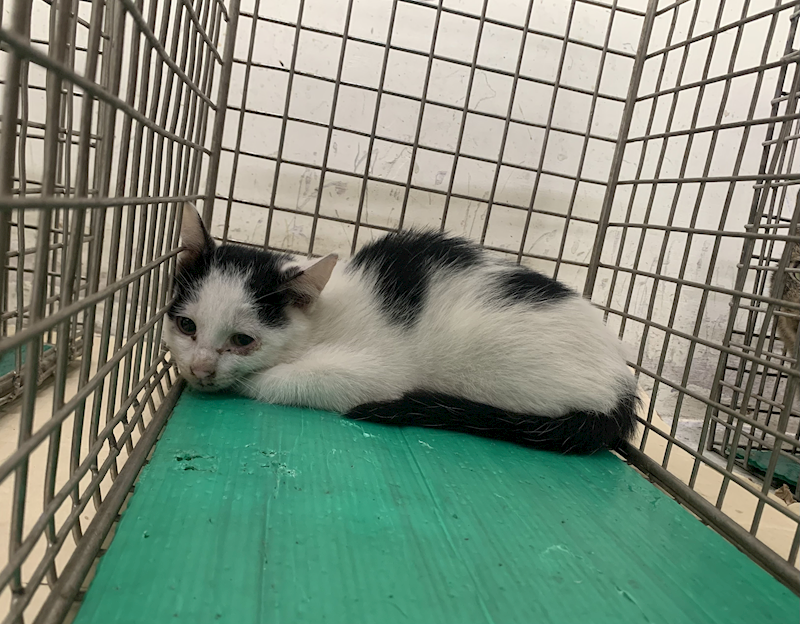 臺北市動物之家,編號:428951, 混種貓                 