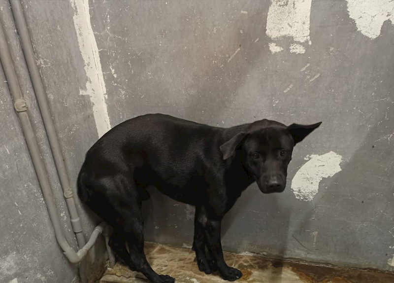 新竹市動物保護教育園區,編號:431376, 混種犬          