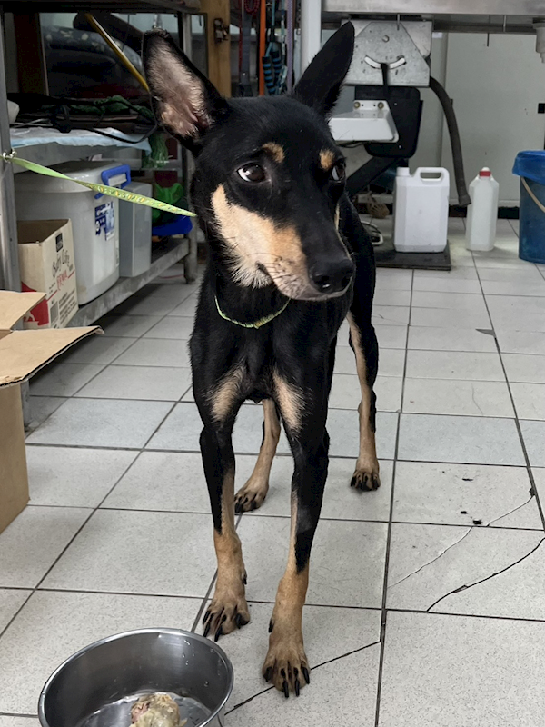 彰化縣流浪狗中途之家,編號:426682, 混種犬          