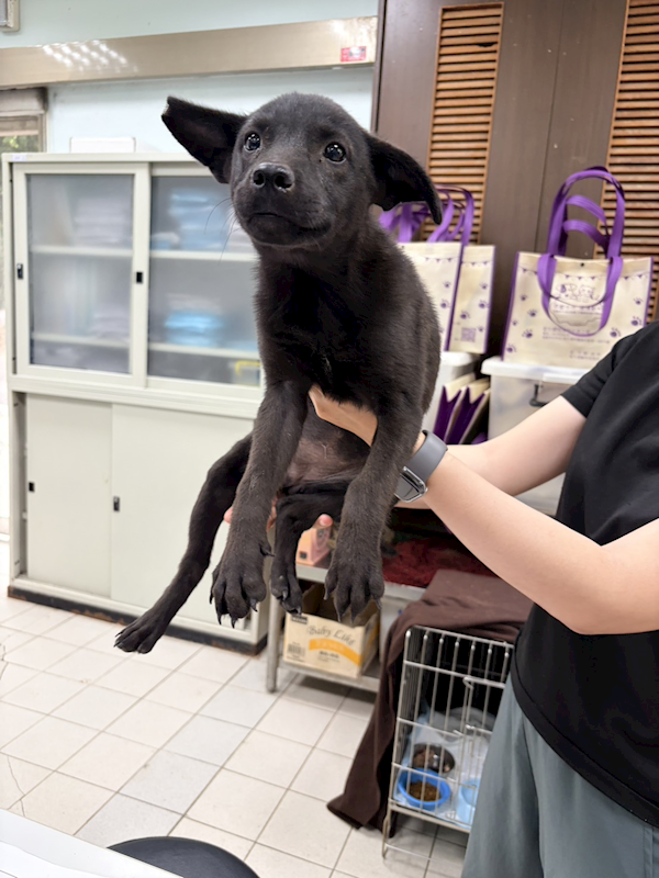 彰化縣流浪狗中途之家,編號:431236, 混種犬          