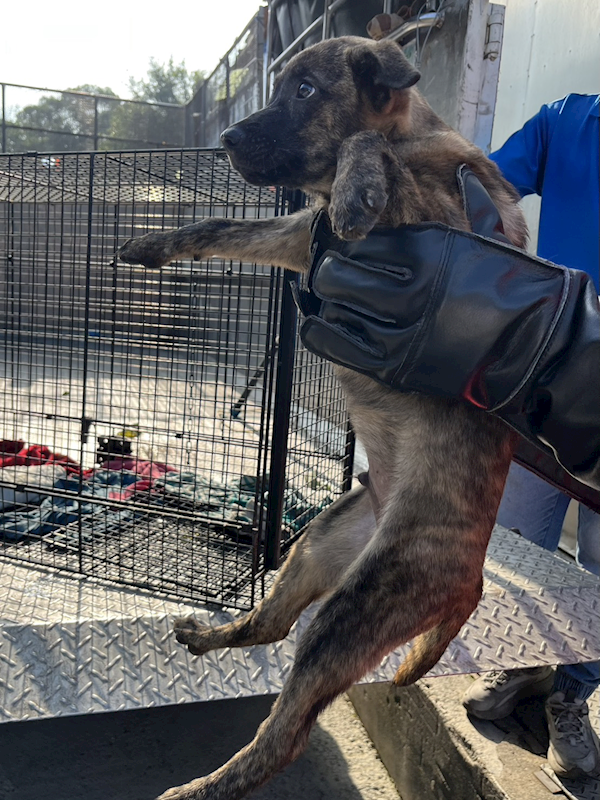 彰化縣流浪狗中途之家,編號:431059, 混種犬          