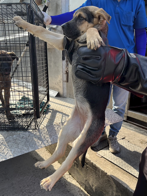 彰化縣流浪狗中途之家,編號:431058, 混種犬          