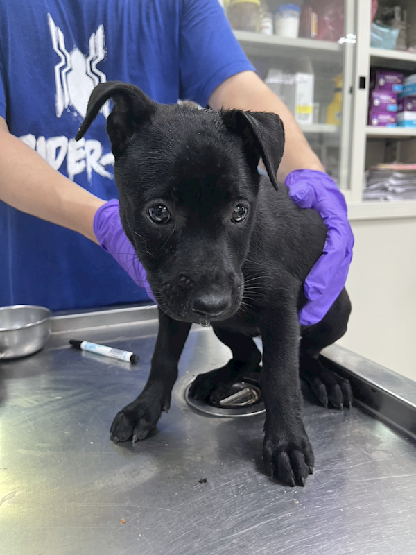 彰化縣流浪狗中途之家,編號:414440, 混種犬          