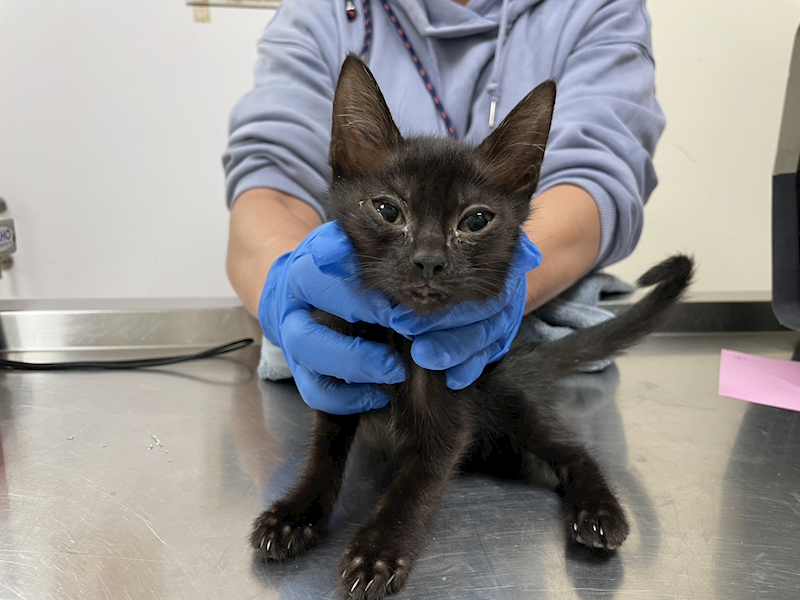 新竹市動物保護教育園區,編號:431513, 混種貓                 