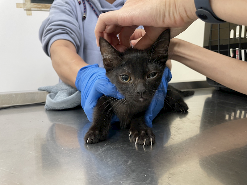 新竹市動物保護教育園區,編號:431516, 混種貓                 