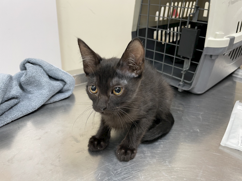 新竹市動物保護教育園區,編號:431518, 混種貓                 