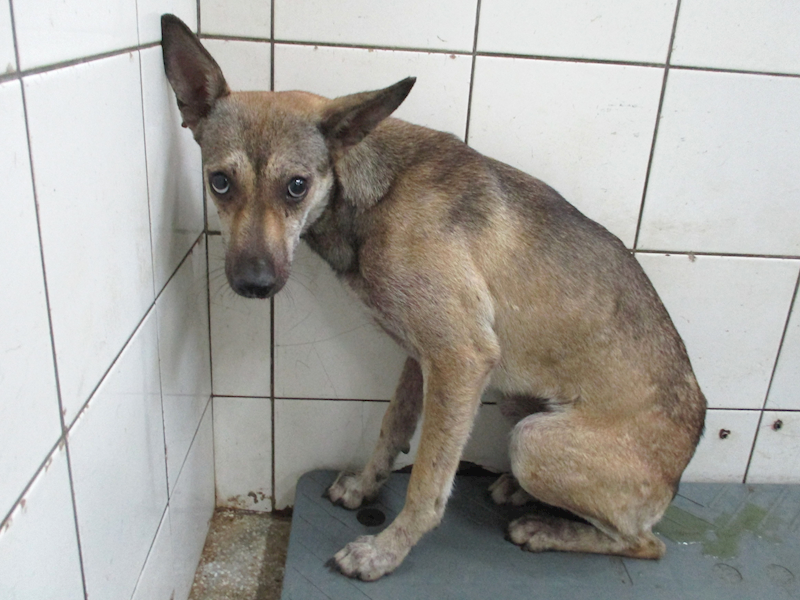 高雄市壽山動物保護教育園區,編號:431524, 混種犬          