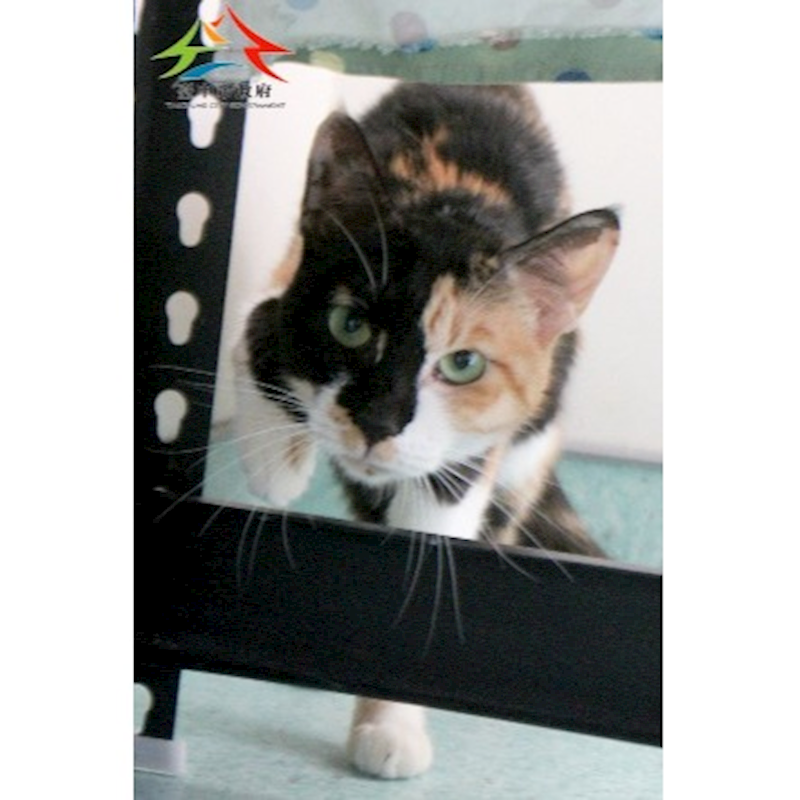 臺中市動物之家后里園區,編號:430240, 混種貓                 