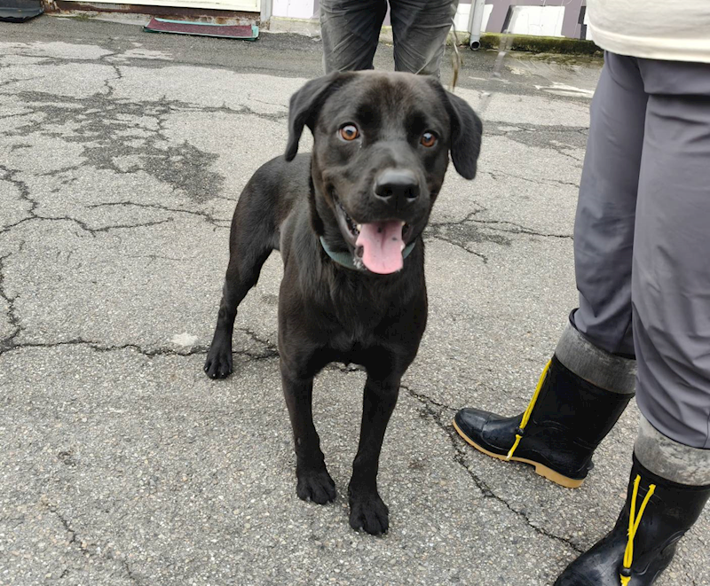 新北市板橋區公立動物之家,編號:431506, 混種犬          