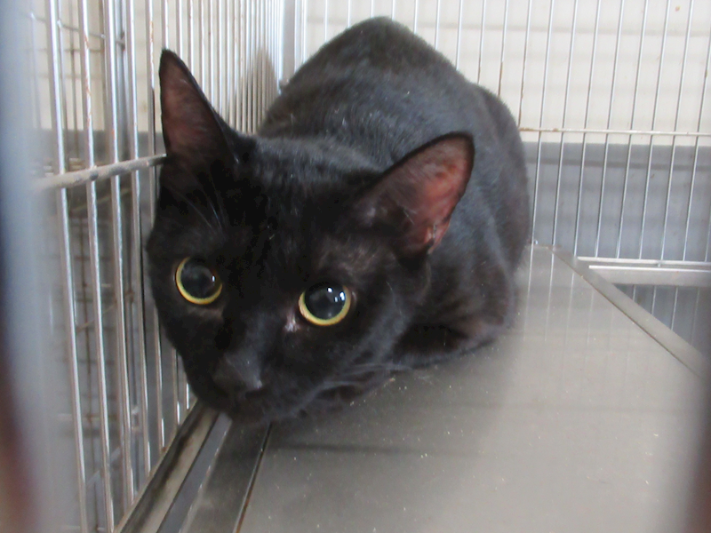 新竹市動物保護教育園區,編號:431510, 混種貓                 