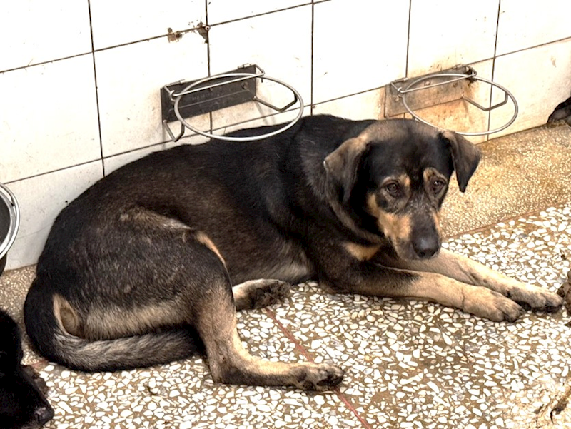 高雄市壽山動物保護教育園區,編號:431507, 混種犬          