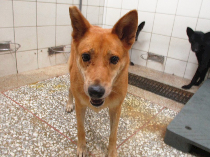 高雄市壽山動物保護教育園區,編號:431505, 混種犬          