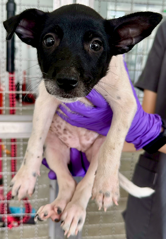 花蓮縣狗貓躍動園區,編號:420034, 混種犬          